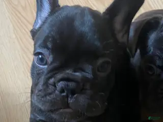 French Bulldog dogs Koda- French Bulldog Puppy 2 - Ad 38