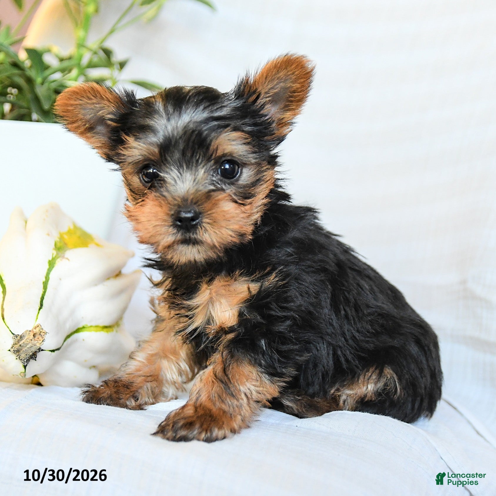 Yorkshire Terrier dogs for sale: Peanut  - Ad 1