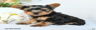 Peanut 