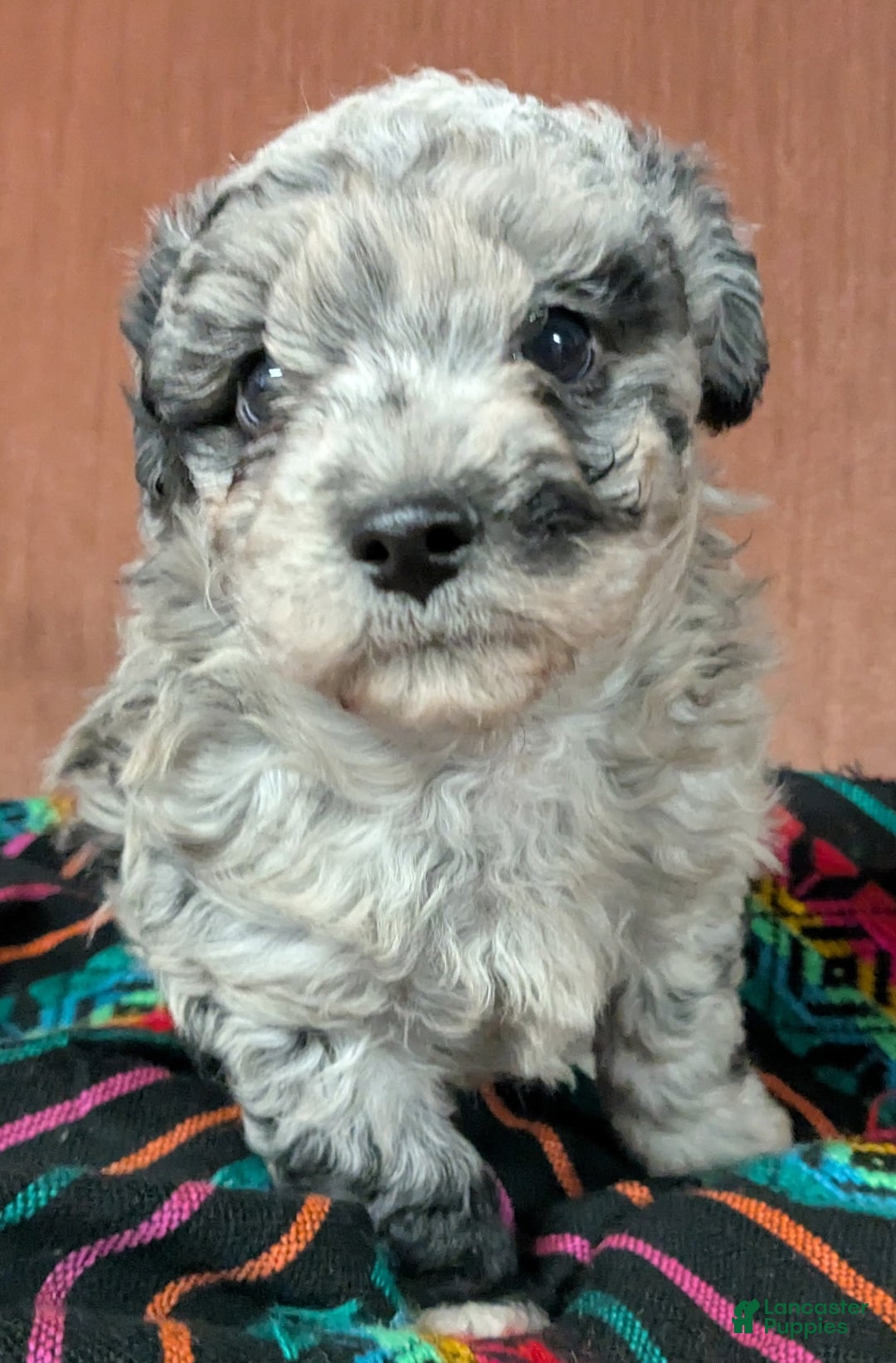 Bichpoo dogs for sale: Babe - Ad 2