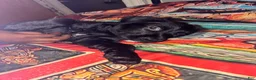 Mixed Breed dogs for sale: Mixed Breed 3 - Ad 3