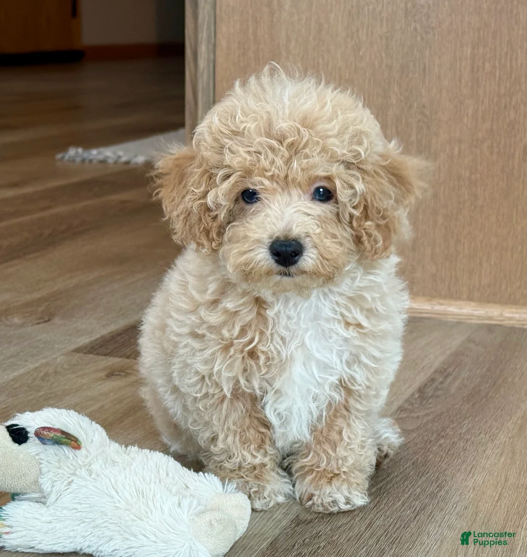 Maltipoo dogs for sale: Frankie  - Ad 3