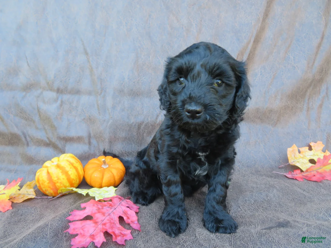 Mixed Breed dogs for sale: Mason - Ad 2