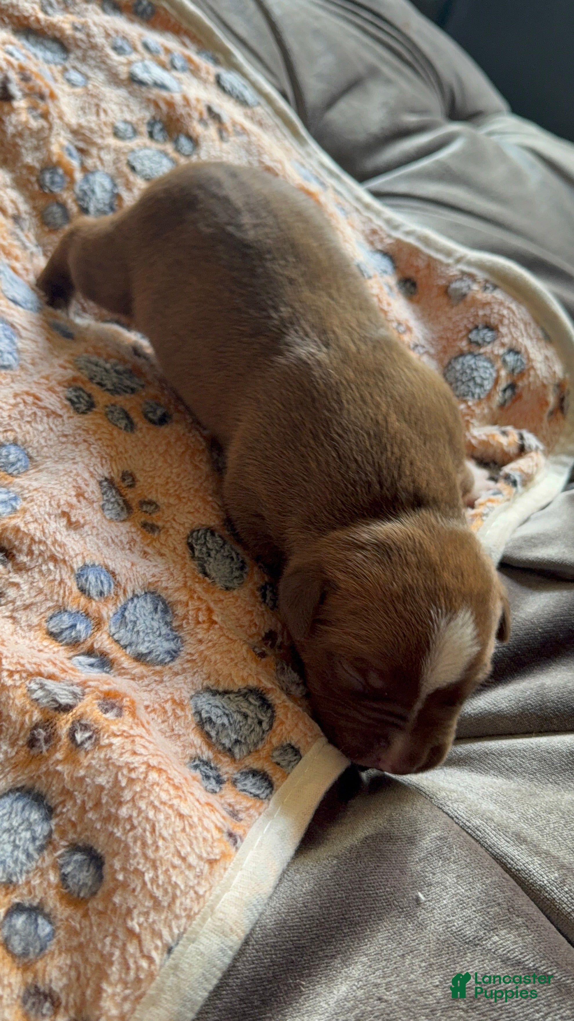 American Bully dogs American Bully 4 - Ad 9