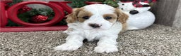 Cavapoo dogs for sale: Cavapoo Puppy 1 - Ad 3