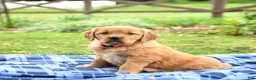 Golden Retriever dogs for sale: Coral - Ad 2