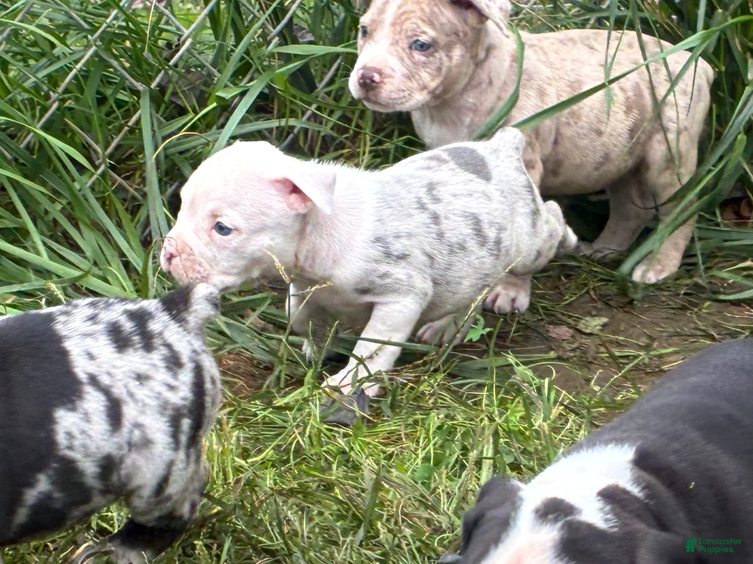 Olde English Bulldogge dogs for sale: Olde English Bulldogge 9 - Ad 1