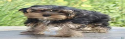 Yorkshire Terrier dogs for sale: Griffin - Ad 4