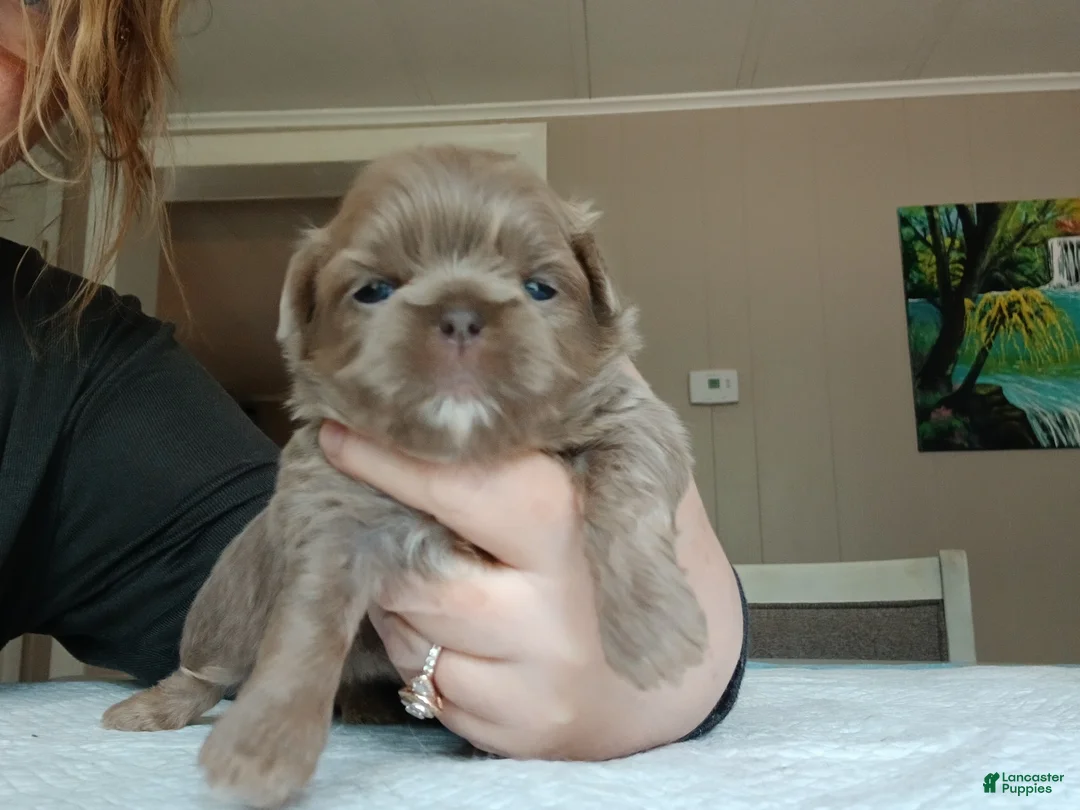 Shih Tzu dogs for sale: Shih Tzu Puppy 2 - Ad 1