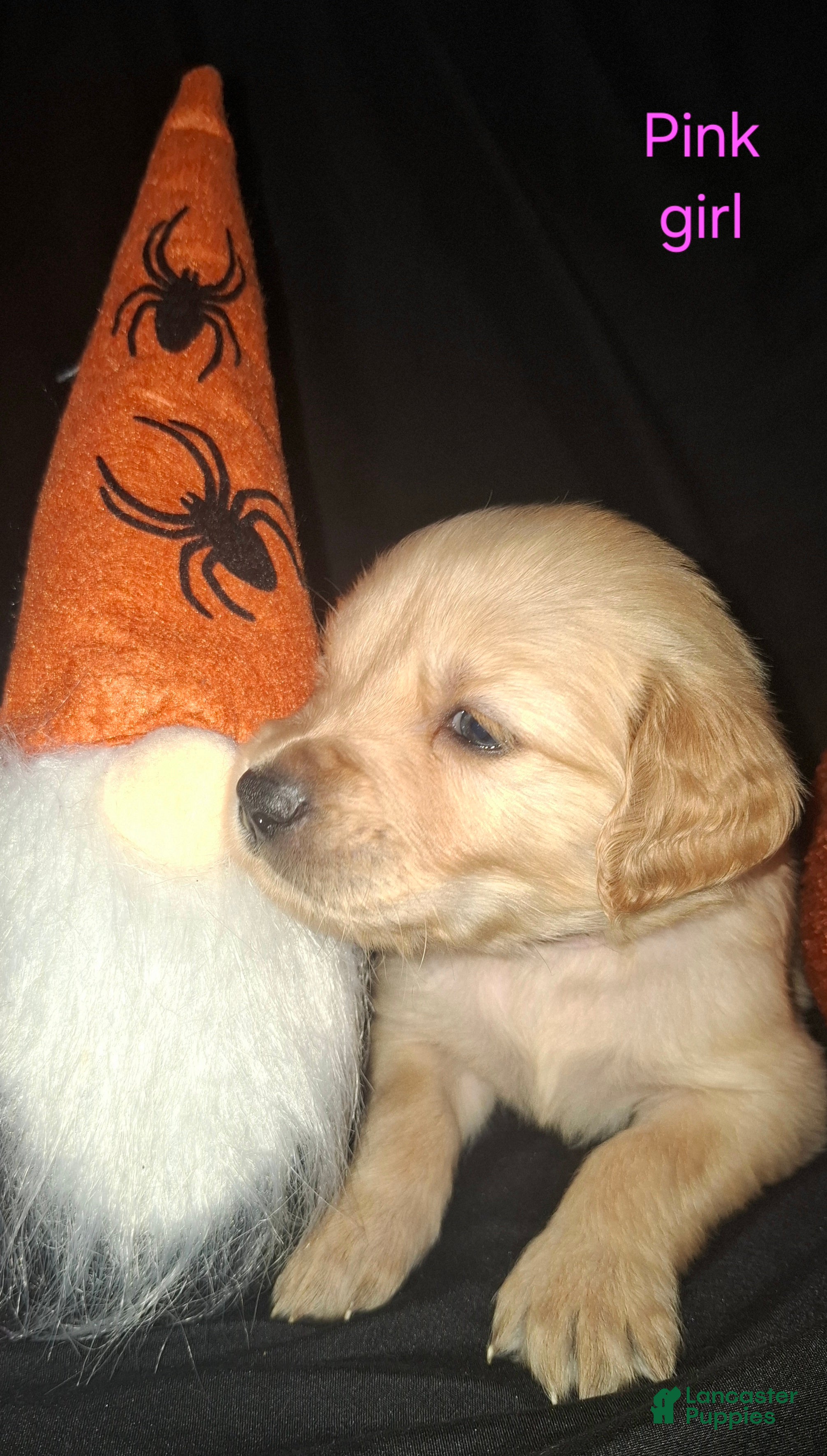 Golden Retriever dogs for sale: Golden Retriever 9 - Ad 33