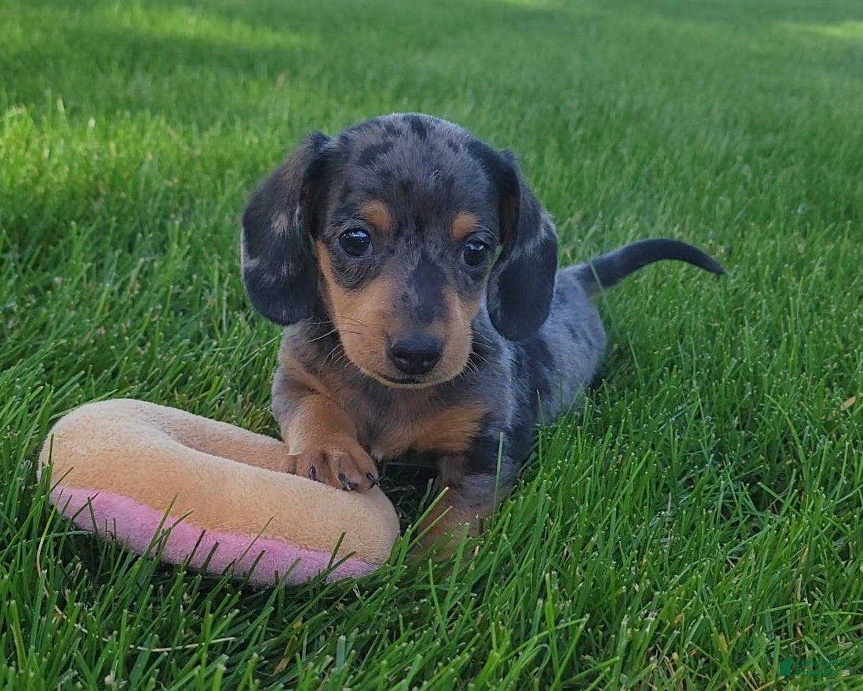Miniature Dachshund dogs Trigger  - Ad 1