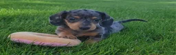 Miniature Dachshund dogs for sale: Trigger  - Ad 16