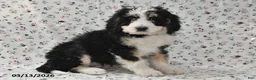 Bernedoodle dogs for sale: Max - Ad 3