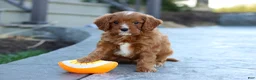 Cavapoo dogs for sale: Mr. Bentley - Ad 6