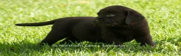 Labrador Retriever dogs for sale: Ezra - Ad 2