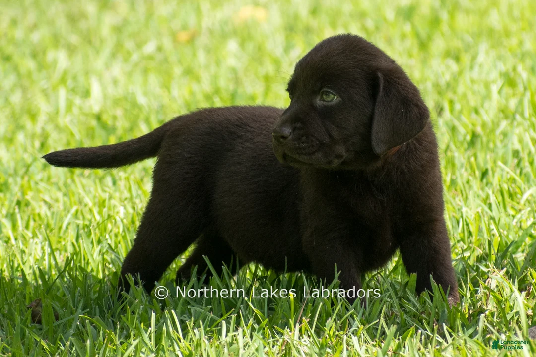 Labrador Retriever dogs for sale: Ezra - Ad 2