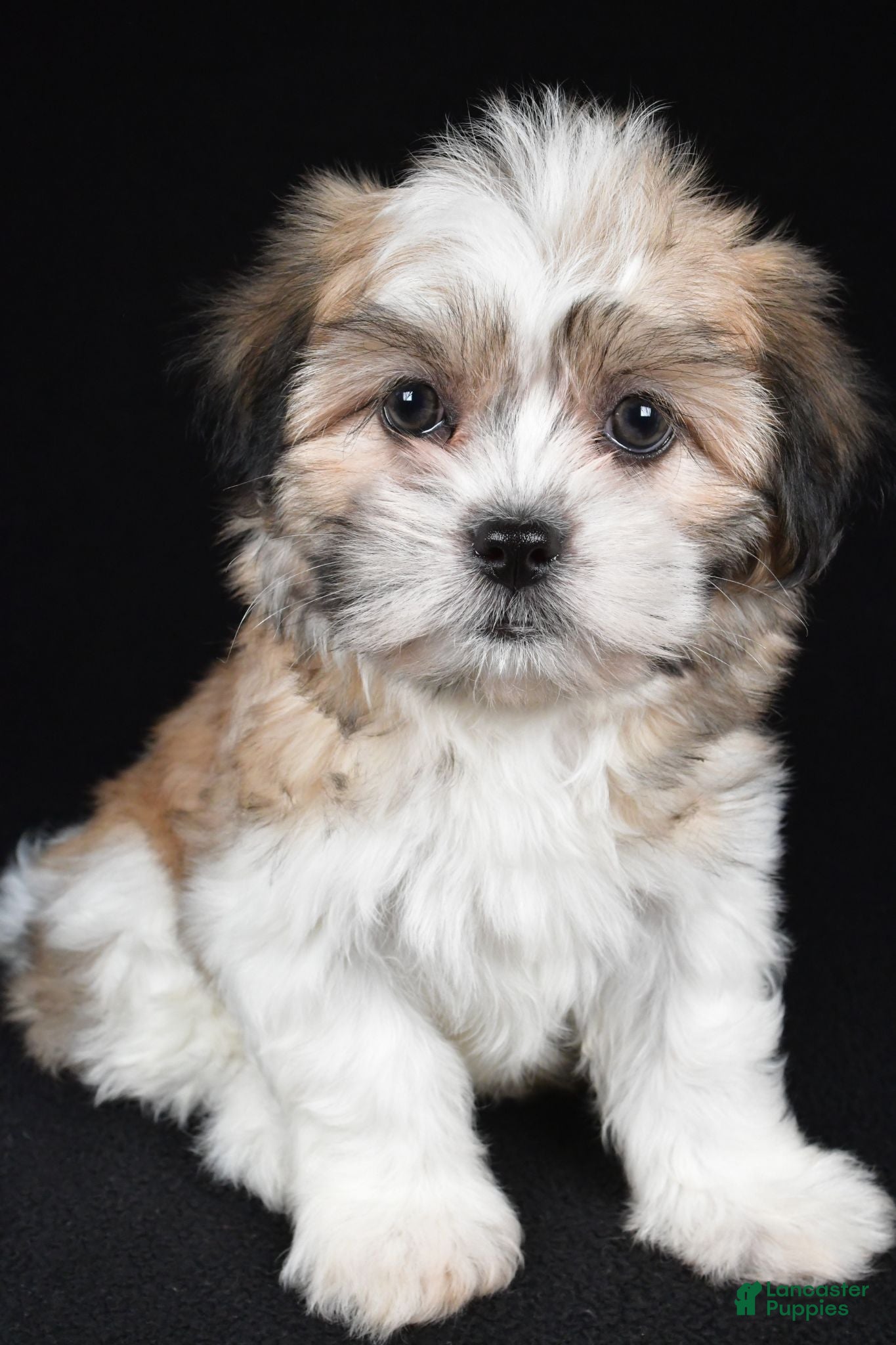 Teddy Bear dogs Cindy - Ad 1