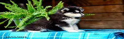 Pomsky dogs for sale: Tootsie - Ad 3