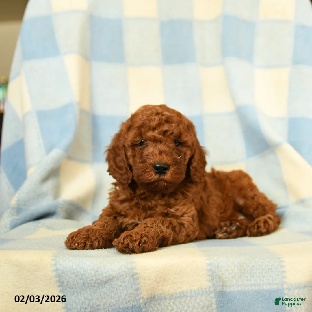 Miniature Poodle dogs for sale: Kipper - Ad 3