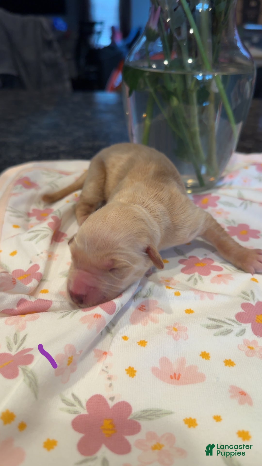 Golden Retriever dogs for sale: Purple  - Ad 1