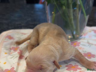 Golden Retriever dogs Purple - Ad 17