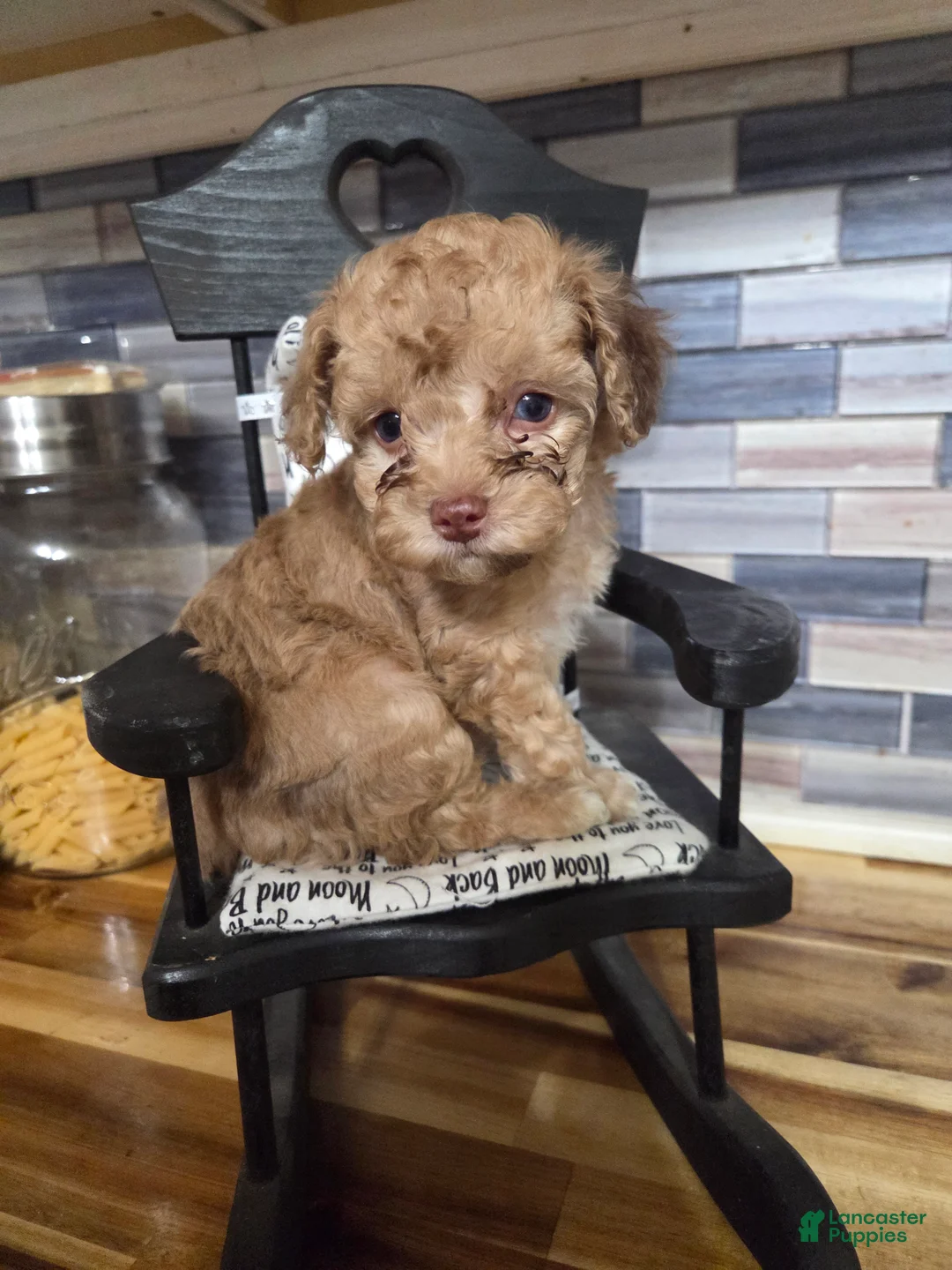 Toy Poodle dogs for sale: Marley little girl - Ad 2