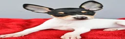 Toy Fox Terrier dogs for sale: Bridget - Ad 6