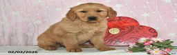 Golden Retriever dogs for sale: River - Ad 4