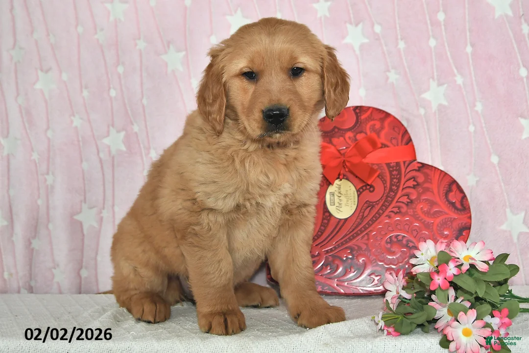 Golden Retriever dogs for sale: River - Ad 4