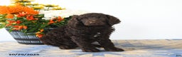 Standard Poodle dogs for sale: Murphy - Ad 3