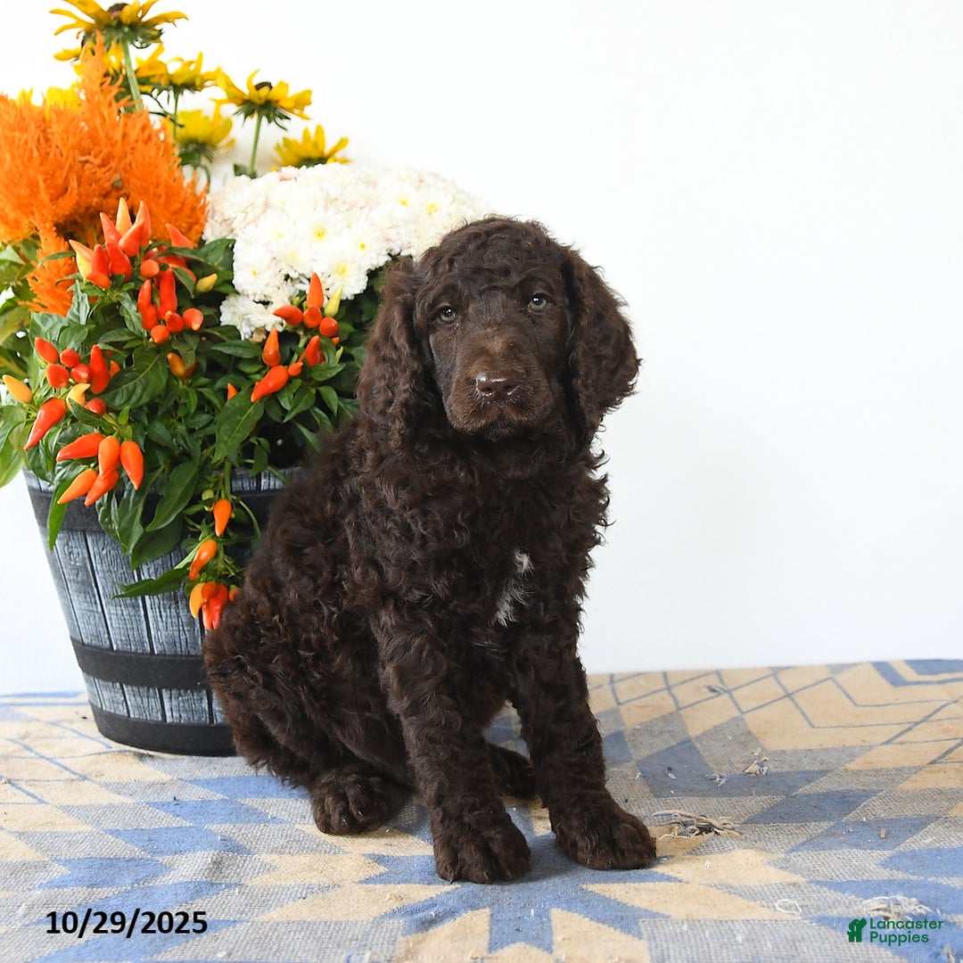 Standard Poodle dogs for sale: Murphy - Ad 3