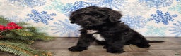 Mini Bernedoodle dogs for sale: Grace - Ad 2