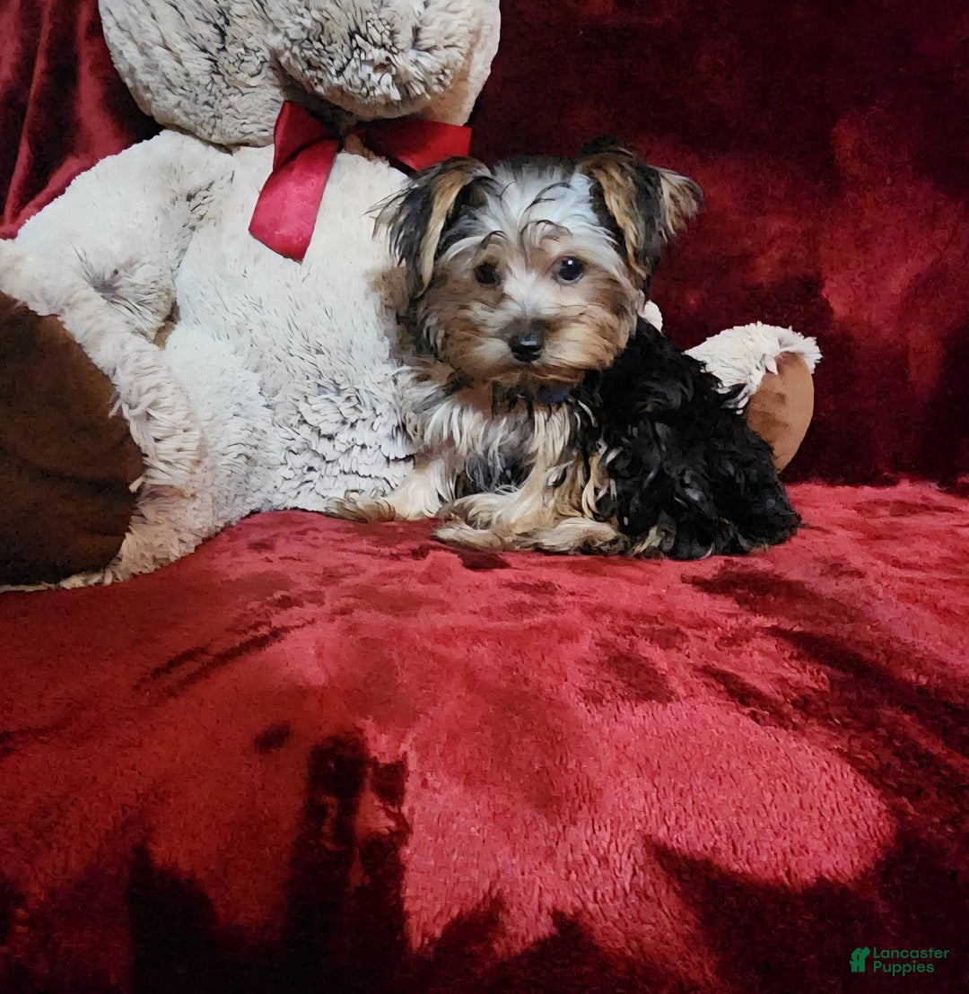 Yorkshire Terrier dogs for sale: MILO - Ad 4