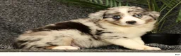 Miniature Australian Shepherd dogs for sale: Max - Ad 5