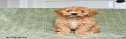 Cavapoo dogs for sale: Kenzie - Ad 5