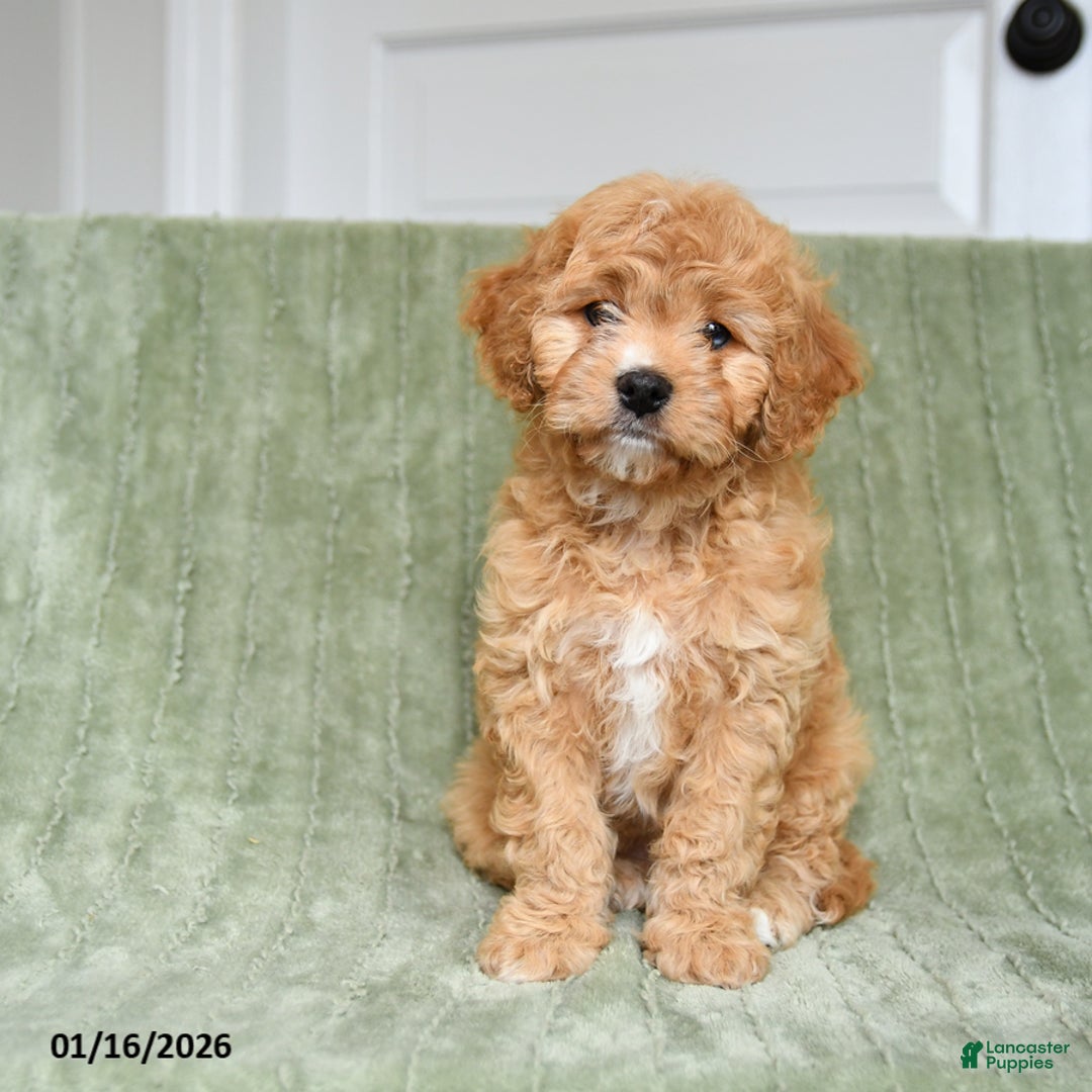 Cavapoo dogs for sale: Kenzie - Ad 5