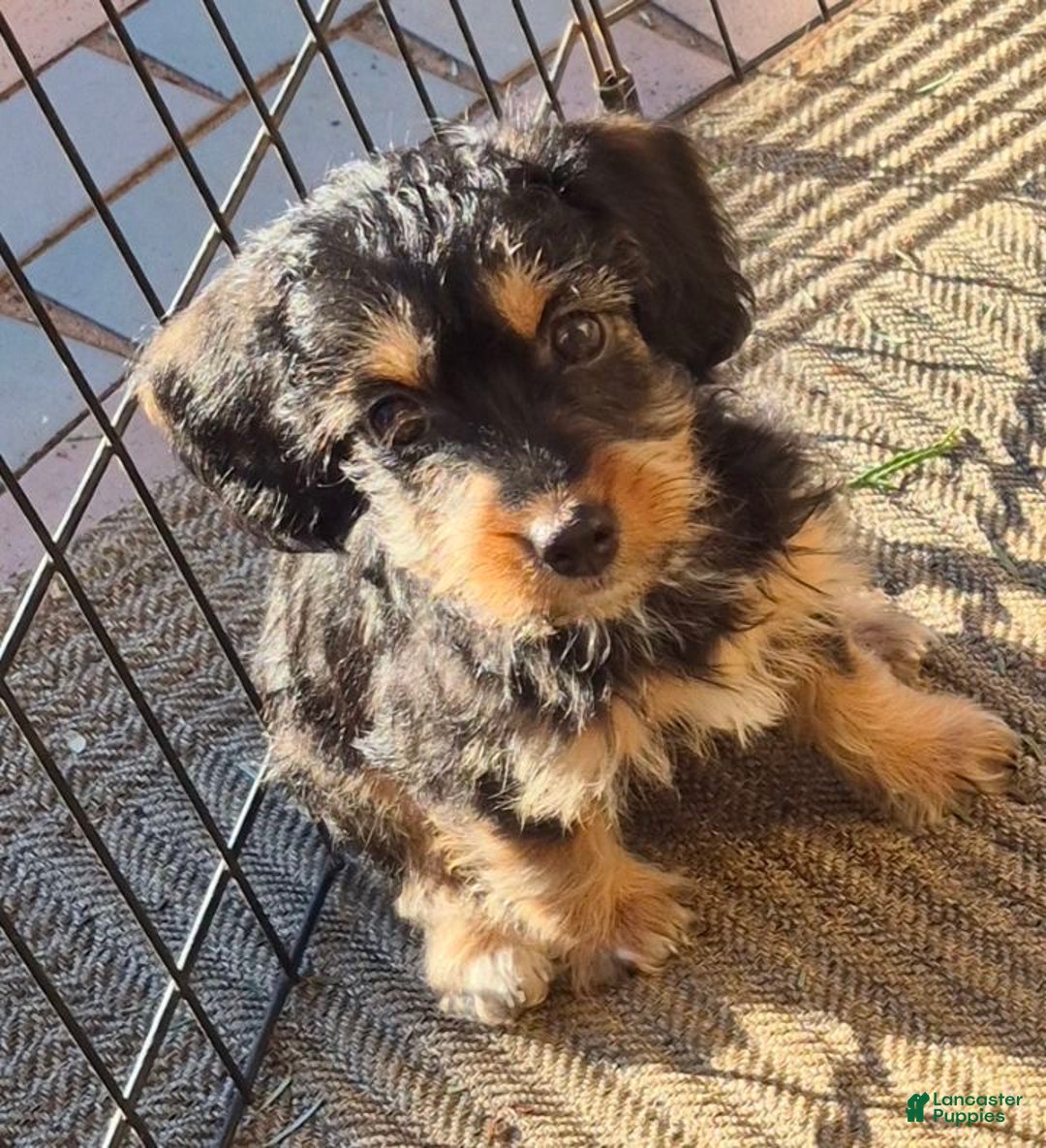 Yorkiepoo dogs for sale: Yorkiepoo Puppy 2 - Ad 11