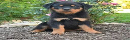 Rottweiler dogs for sale: Thor - Ad 4