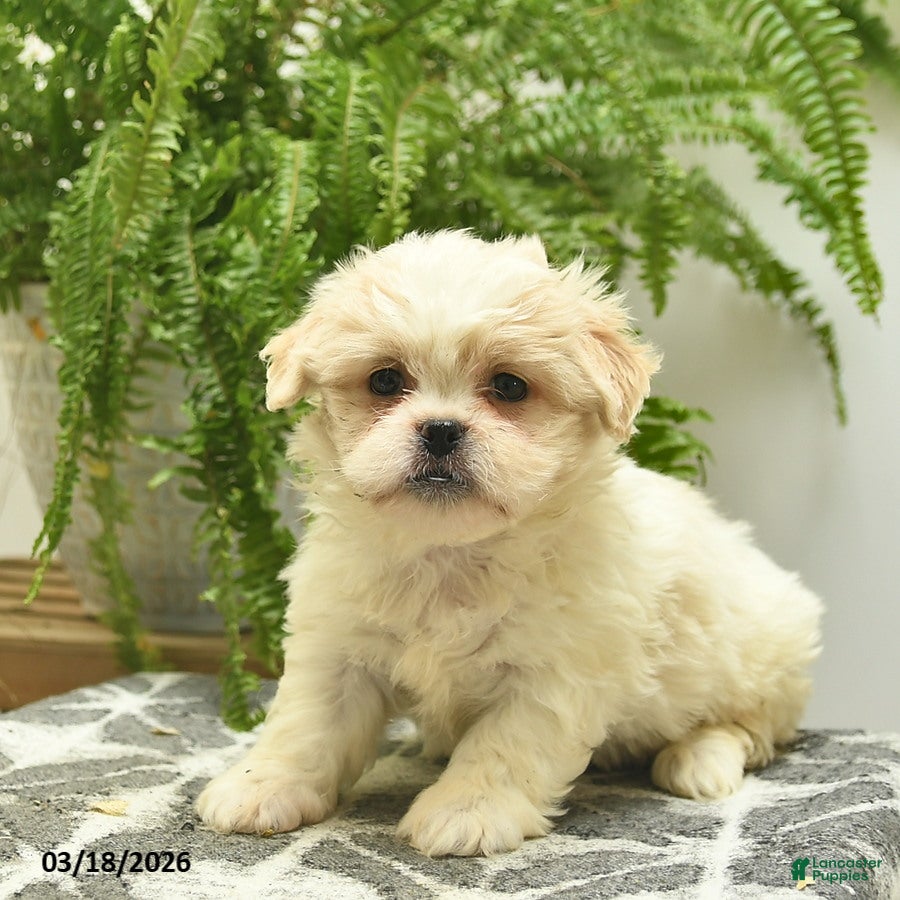 Pekapoo dogs Jazz - Ad 2