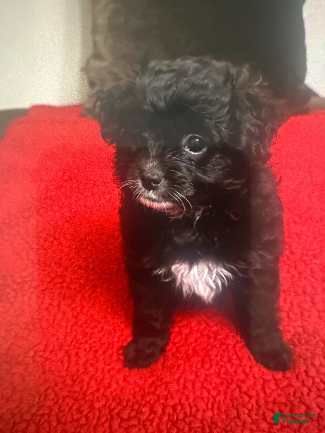 Mixed Breed dogs for sale: Mixed Breed 4 - Ad 1