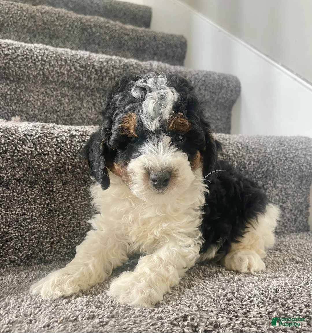Mini Bernedoodle dogs for sale: Baylor - Ad 2