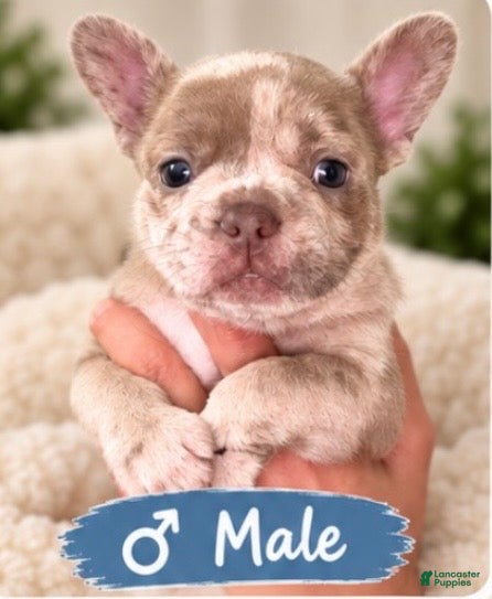 French Bulldog dogs Olaf - Ad 31