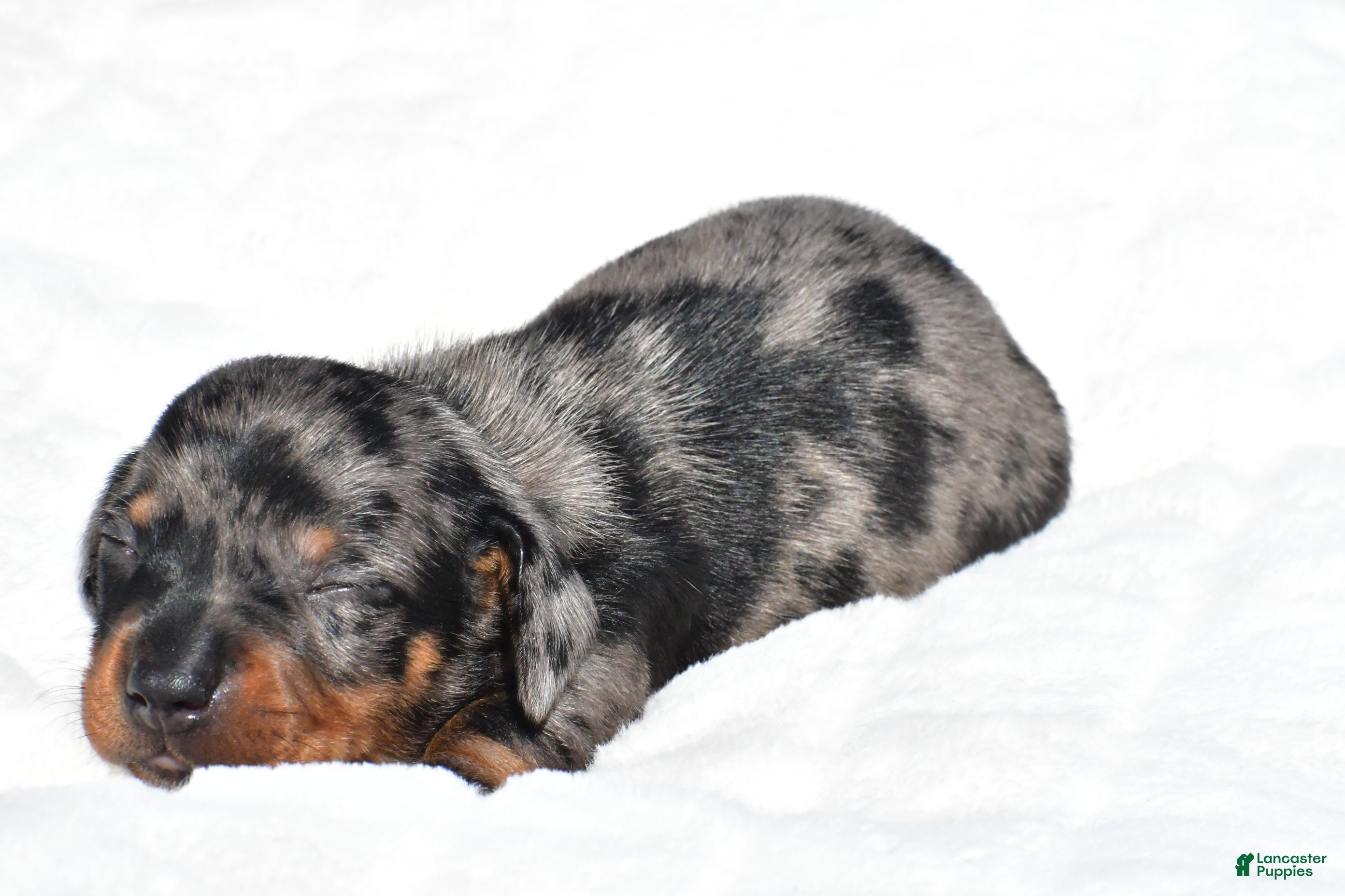 Miniature Dachshund dogs Hudson - Ad 2