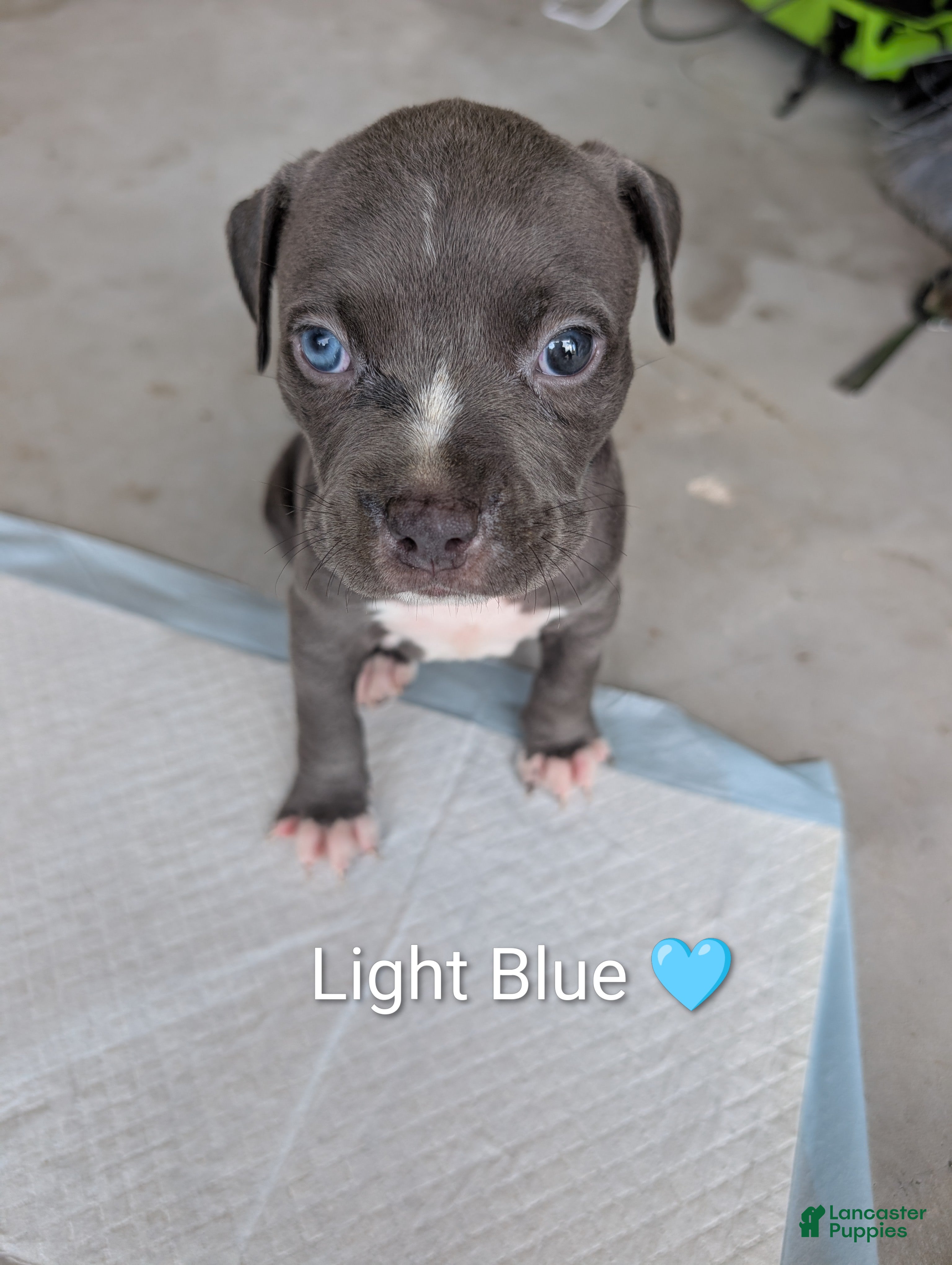 American Bully dogs American Bully 1 - Ad 1