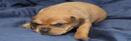 Puggle dogs for sale: Chewy - Ad 76