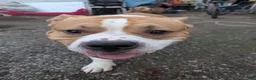 American Bully dogs for stud: Scoot ABKC  - Ad 12
