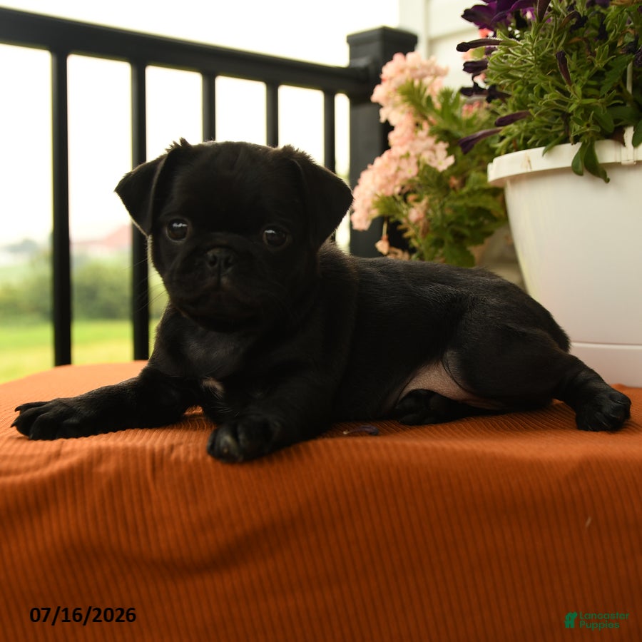 Pug dogs Alberta - Ad 2
