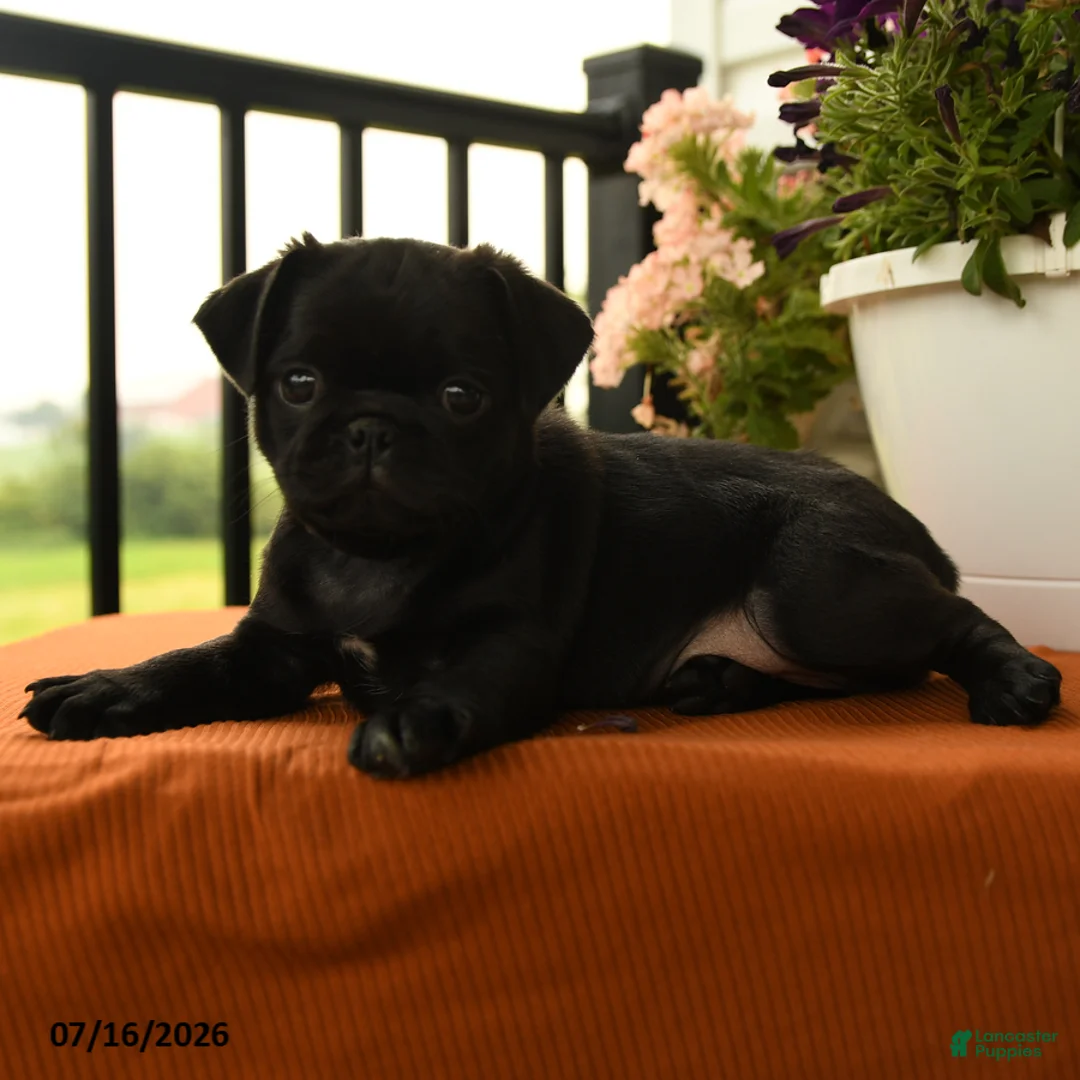 Pug dogs for sale: Alberta - Ad 2