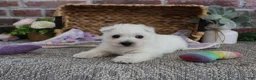 West Highland Terrier dogs for sale: Delight - Ad 10