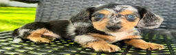 Dachshund dogs for sale: Dominic - Ad 5